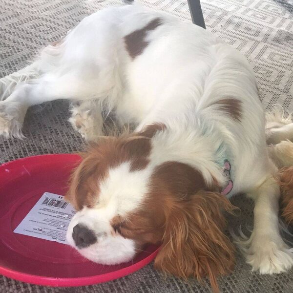 A Cavalier rolling playfully on an outdoor bed