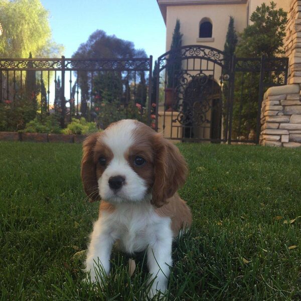 A Cavalier puppy standing on the grass in front of an ornate stone gate