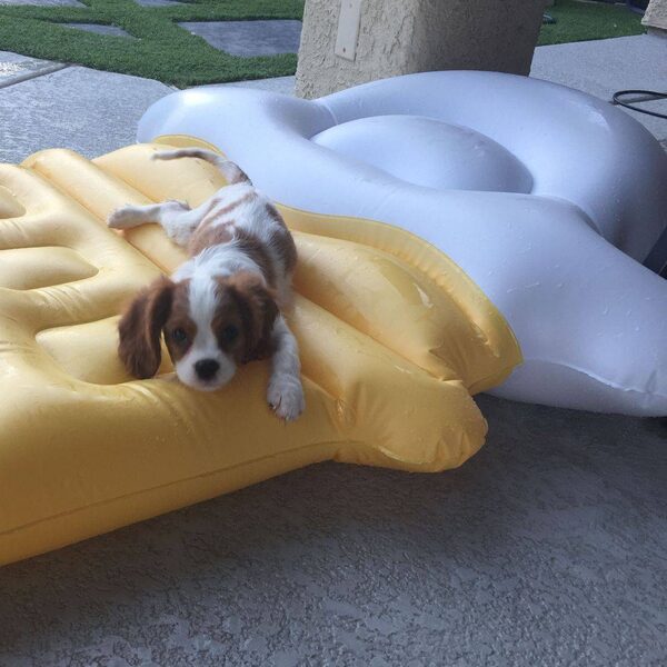 A Cavalier puppy lying on a yellow pool float