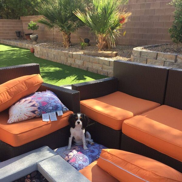 A Cavalier puppy sitting on an orange outdoor sofa