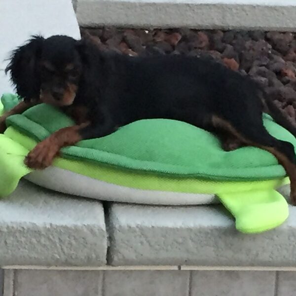 A black and tan Cavalier lounging on a green dog bed