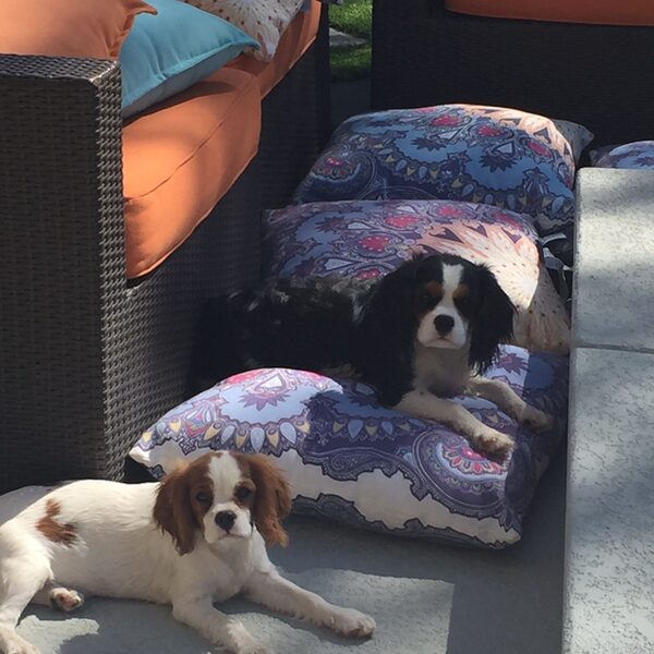 A tricolor Cavalier lying on patterned outdoor cushions