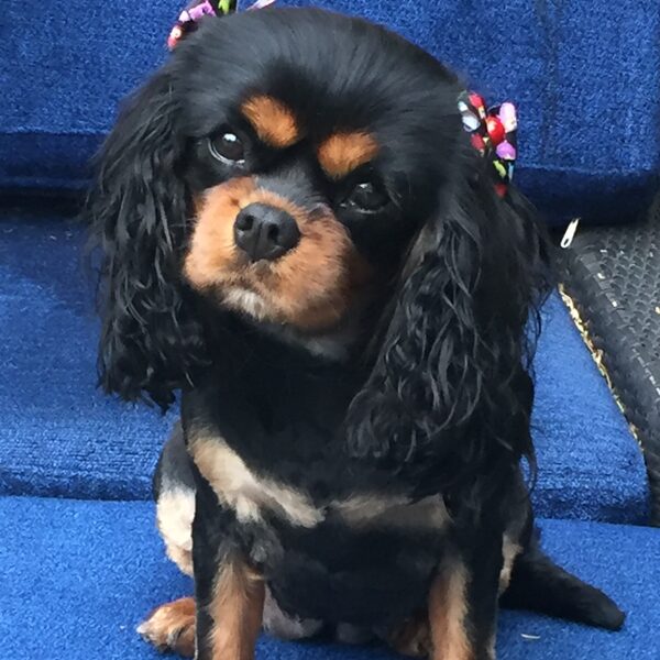 A black and tan Cavalier wearing a blue bow, sitting outside