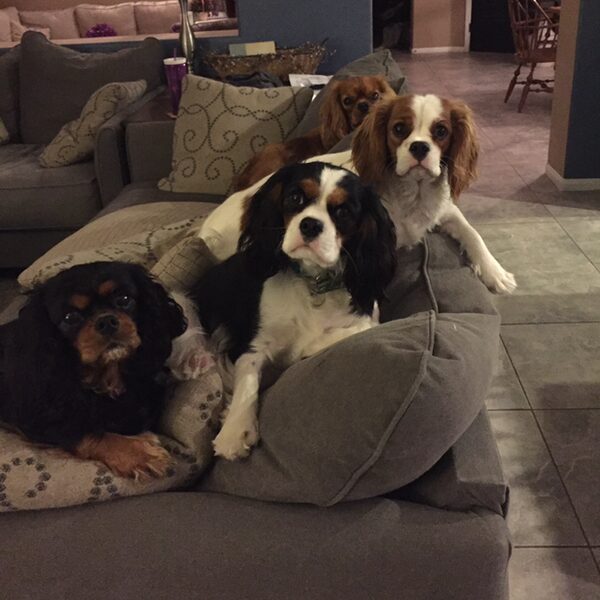 Three Cavaliers piled together on couch cushions