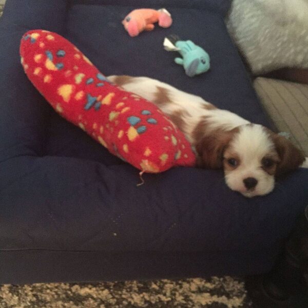 A Cavalier puppy playing with a red toy on the couch