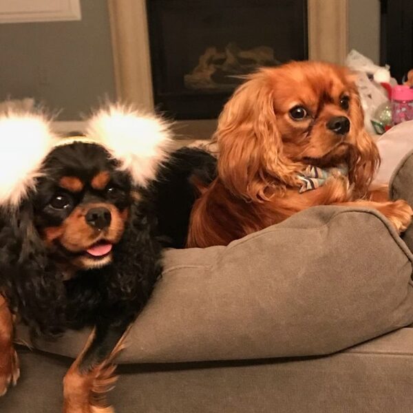 Two Cavaliers curled up together in a dog bed