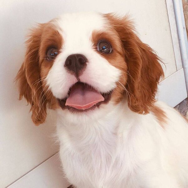 A tricolor Cavalier puppy smiling with tongue out
