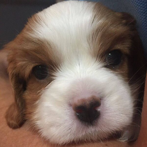 Close-up of a Blenheim Cavalier puppy's face