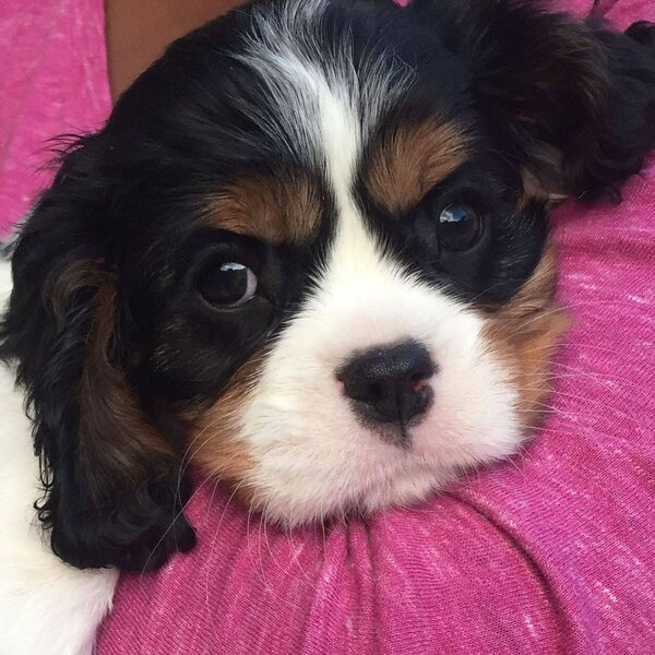A tricolor Cavalier puppy resting on a pink blanket