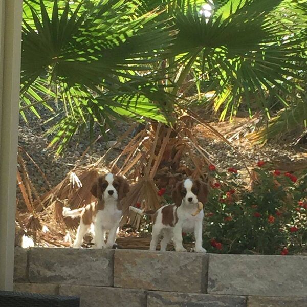 Two Cavalier puppies exploring a garden with palm trees