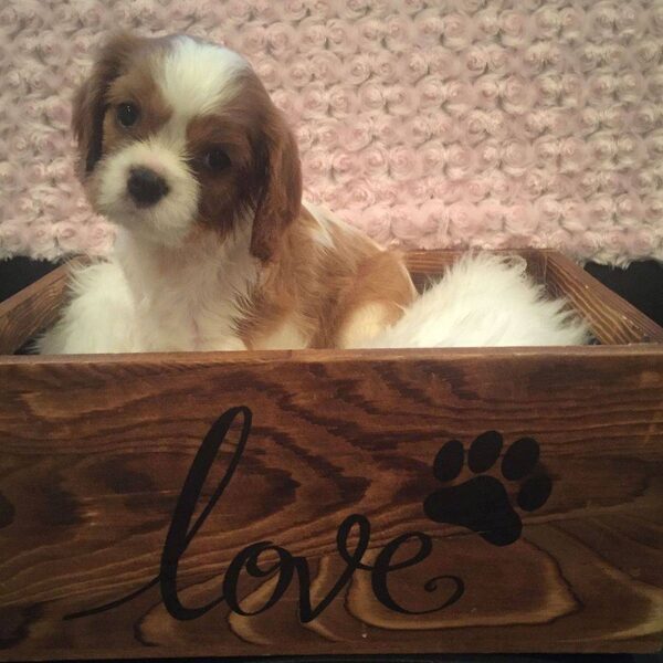 A Blenheim Cavalier puppy sitting in a wooden box carved with the word love