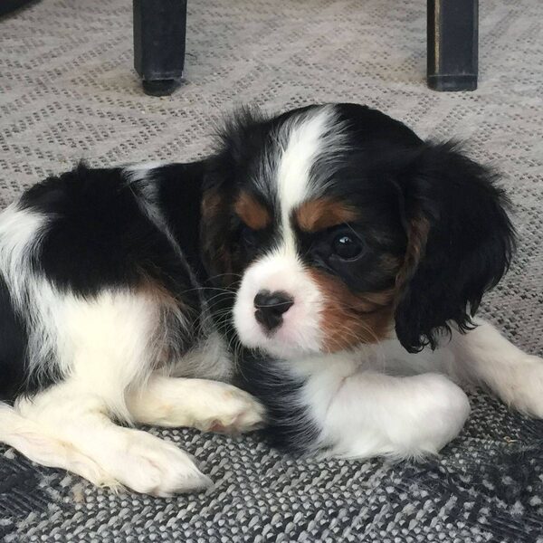 A tricolor Cavalier puppy lying on a rug