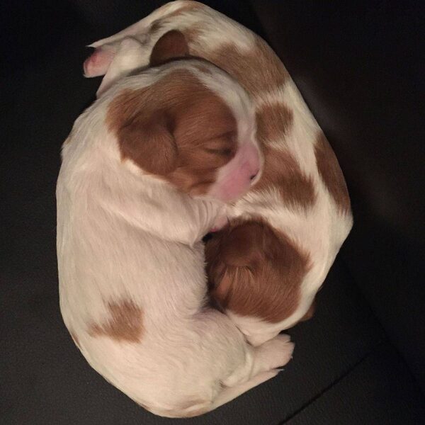 Two newborn Cavalier puppies sleeping together