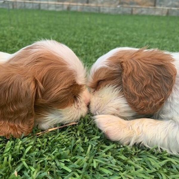 Two Blenheim Cavalier puppies nose to nose on the grass