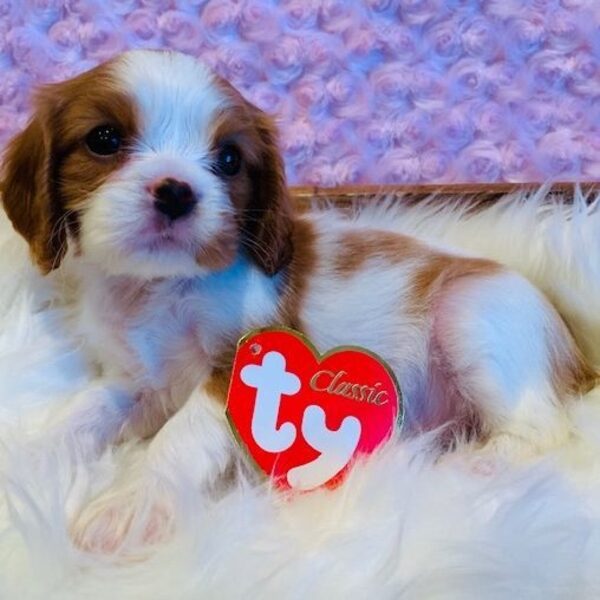 A Blenheim Cavalier puppy with a heart-shaped toy on a purple blanket