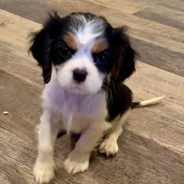 A tricolor Cavalier puppy standing on a wood floor