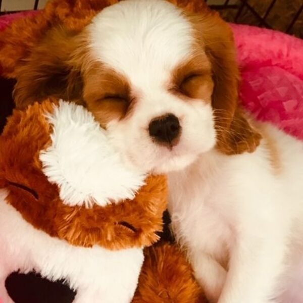 A Blenheim Cavalier puppy sleeping while hugging a teddy bear