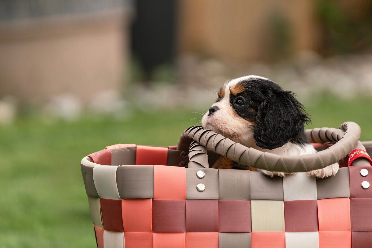 A tricolor Cavalier King Charles Spaniel puppy peeking out of a woven basket