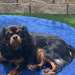 Irish Eyes Are Smiling, called Trys, a black and tan Cavalier King Charles Spaniel, retired dam