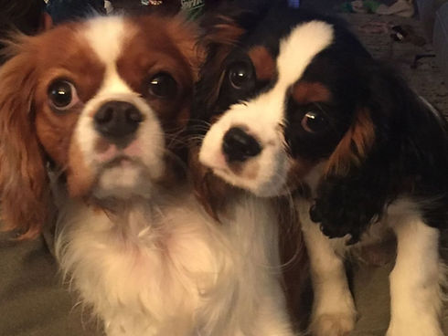 Two Cavalier puppies, one Blenheim and one tricolor, resting cheek to cheek