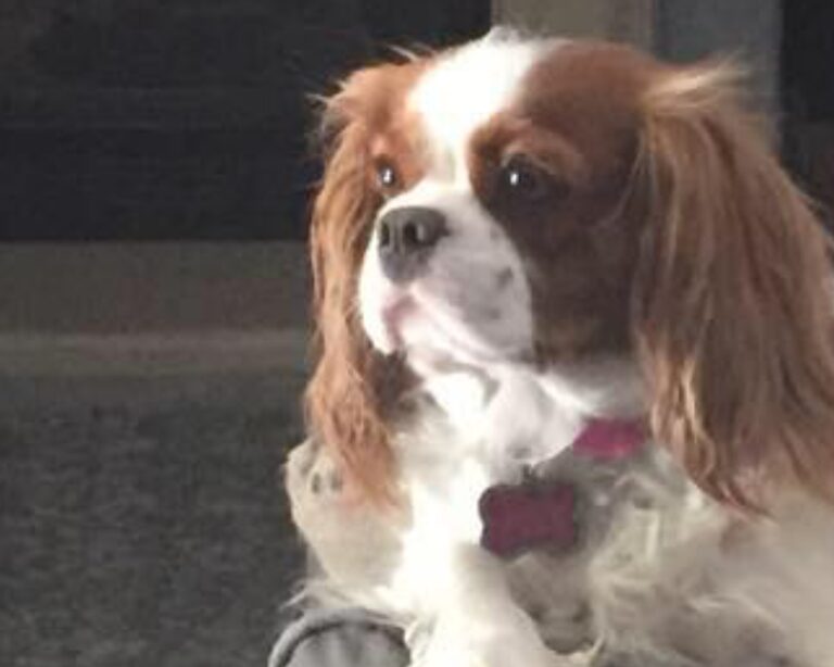 A Blenheim Cavalier King Charles Spaniel indoors in soft natural light