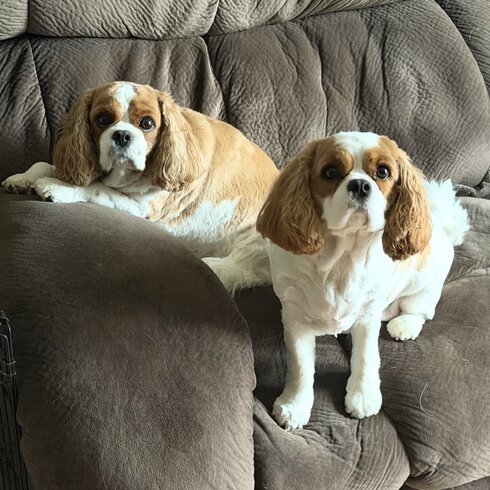 Joy and Hope, two Blenheim Cavalier King Charles Spaniels, resting together on the couch