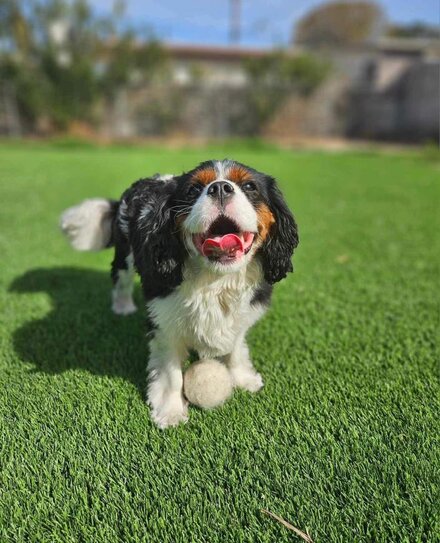 Watney, a tricolor Cavalier King Charles Spaniel, playing with a ball on the grass