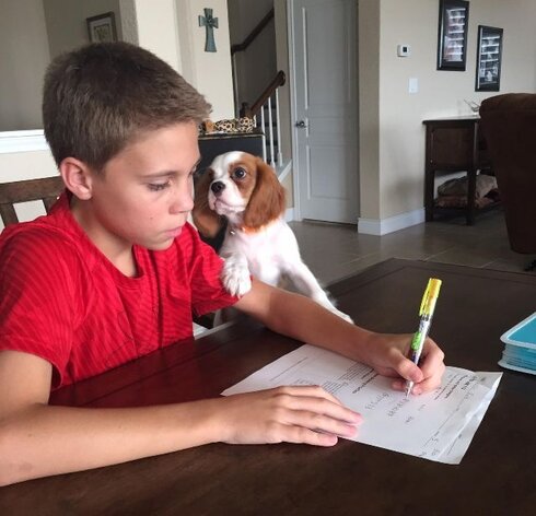 Zapper, a tricolor Cavalier King Charles Spaniel, keeping his boy company at the table