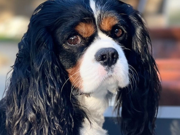 A tricolor Cavalier King Charles Spaniel in warm golden light